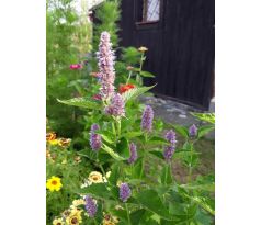 Agastache anýzová