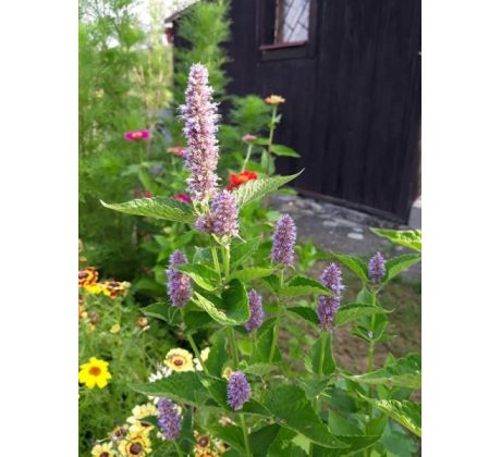 Agastache anýzová