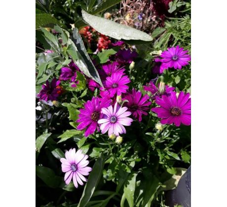 Osteospermum