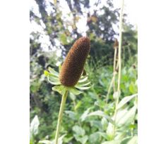 Rudbekie "Green wizard"