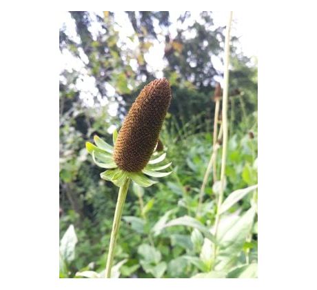 Rudbekie "Green wizard"