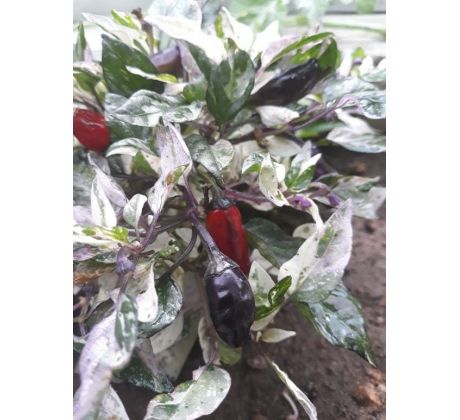 Chilli paprika "Variegata Tricolour"