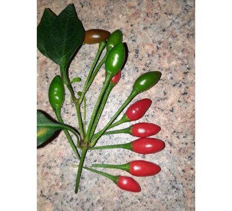 Chilli paprika "Tepin"