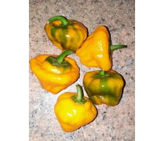 Chilli paprika "Squash jamaican yellow"