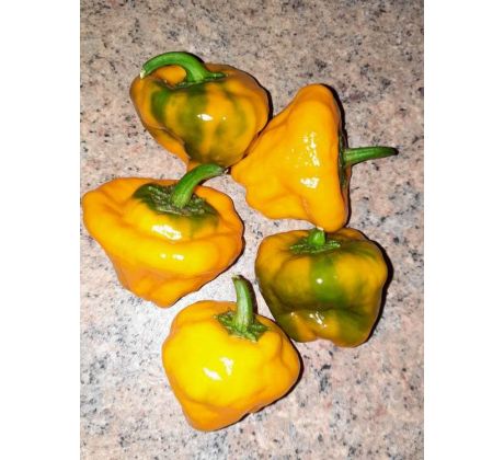 Chilli paprika "Squash jamaican yellow"