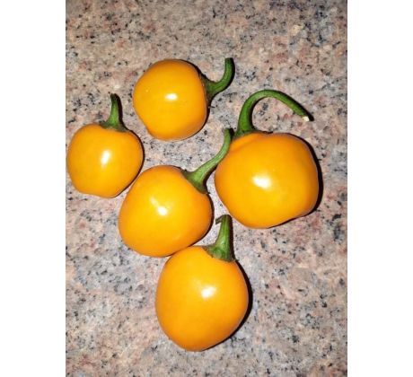 Chilli "Capsicum pubescens" = paprika chlupatá, ŽLUTÁ