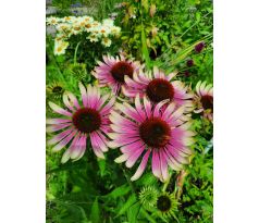 Echinacea "Green Twister"