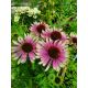 Echinacea "Green Twister"